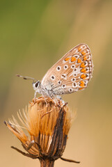 Plebejus argus (Linnaeus, 1758) Argo
Classificazione:superfamiglia Papilionoidea, famiglia Lycaenidae, sottofamiglia Polyommatinae, tribù Polyommatini, sottotribù Polyommatina.
Esemplari
Da figurare.
