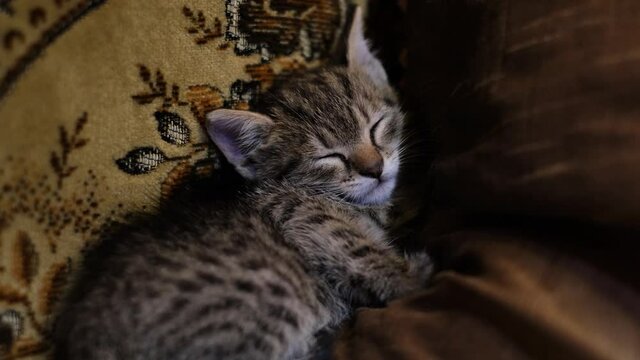 Cute tabby kitten closed her eyes and felt asleep on the comfortable couch. Striped little cat laying and sleeping between pillows in the living room. Adorable tired, sleepy baby animal portrait. 4k