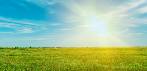 Obraz premium A bright sun shines over a green field in the blue sky. Summer landscape. Lots of herbs and plants