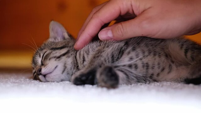 Female's hand stroking a striped baby cat. Sleepy tabby kitten laying comfortable on a white carpet in the living room and enjoying caress. Sleeping little cat, adorable tired animal portrait. 4k