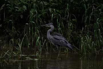 Héron cendré 4 (Ardea cinerea)
