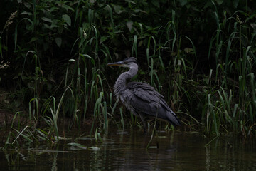 Héron cendré 3 (Ardea cinerea)