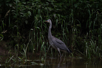Héron cendré 2 (Ardea cinerea)