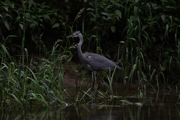 Héron cendré 1 (Ardea cinerea)