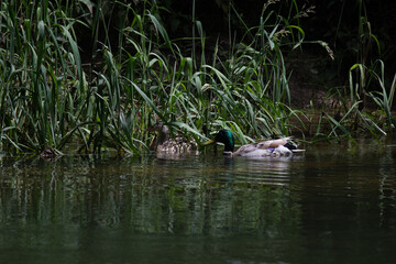Le couple de canard colvert 3 (Anas platyrhynchos)