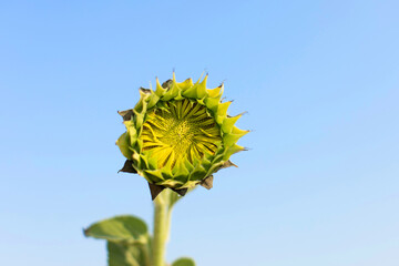 Sunflower field in July in sunny day
