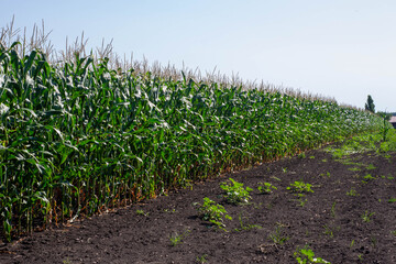 green field.Agriculture of corn. Rural field, agricultural land. Plant growth. The field is planted with corn. Ukraine, Kharkiv region, July 23, 2021