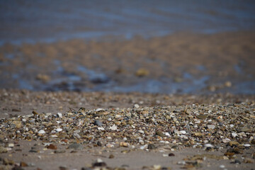 Beach of shells