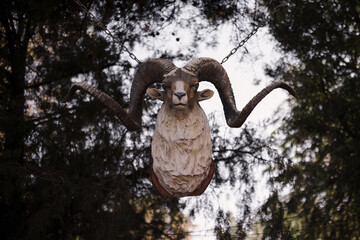 Ram skull hanging on chain . Close up view .