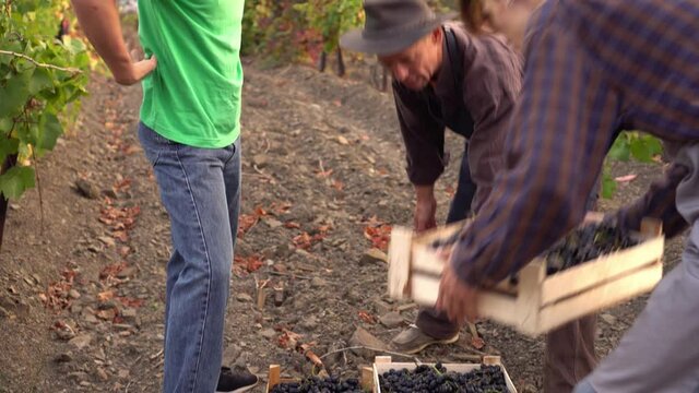 Winemaking. Grape growers aduld father and teen sons. A small family farm growing grapes. Harvest Season. Picking grapes