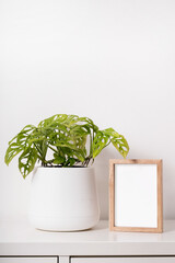 empty photo frame and plant in a pot mock up