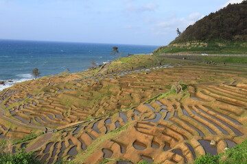 白米千枚田　棚田　能登半島　