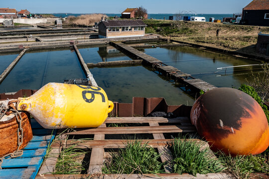 Oyster pits in Yerseke, Zeeland province, The Netherlands |\ Oesterputten in Yerseke, Zeeland province, The Netherlands