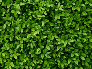 Fototapeta na wymiar Background of fresh green leaves.