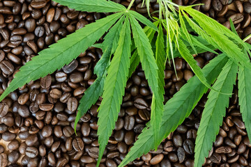 Cannabis leaves resting on black coffee beans medical licensed cannabis leaf background concept