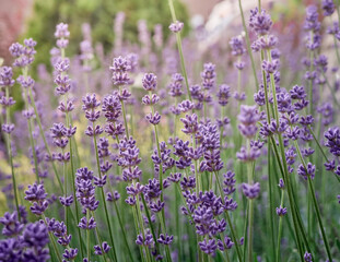 Soft focus on lavender flowers.