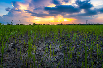 Obraz premium Burned grass rice stubble in a rice field after harvest and Brown Land with dry soil or cracked ground texture with Twilight blue bright and orange yellow dramatic sunset puffy fluffy clouds
