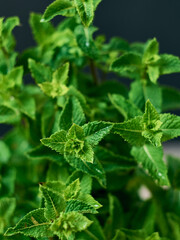 A bunch of fresh mint leaf on dark background.