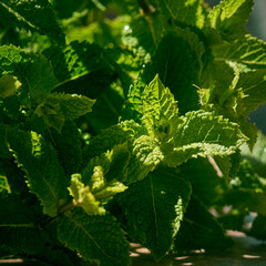 A bunch of fresh mint leaf on dark background.
