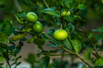 Close up of green lemons grow on the lemon tree in a garden background  harvest citrus fruit thailand.