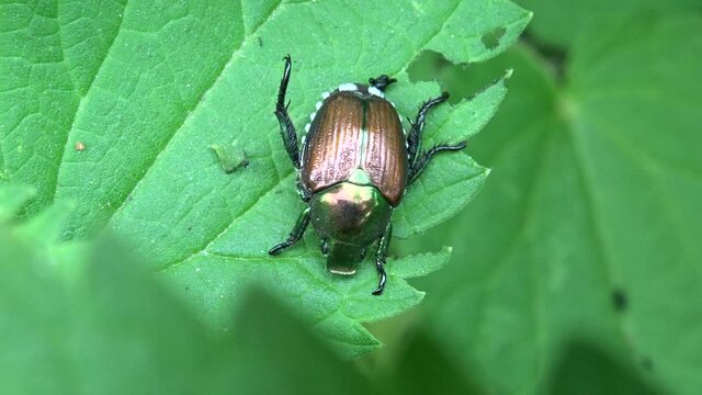 Popillia japonica

