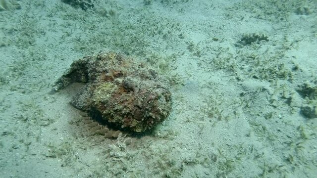 Stonefish lies on sandy bottom. Reef Stonefish (Synanceia verrucosa)
