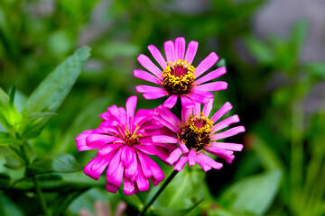 Obraz premium pink Zinnia flowers in the garden