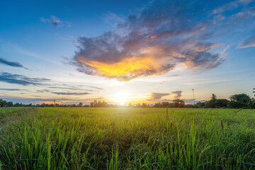 Scenic view landscape of Rice field green grass with field cornfield or in Asia country agriculture harvest with fluffy clouds blue sky sunset evening background.