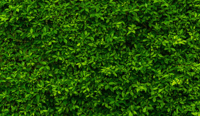 Green leaf wall texture for backdrop design and eco wall and die-cut for artwork. copy space text.