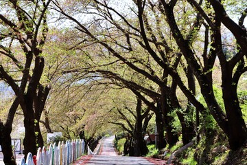road with tree tunnel