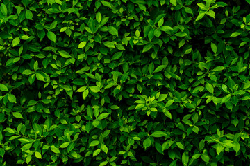 Fototapeta na wymiar Green leaf wall texture for backdrop design and eco wall and die-cut for artwork. copy space text.