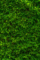 Green leaf wall texture for backdrop design and eco wall and die-cut for artwork. copy space text.