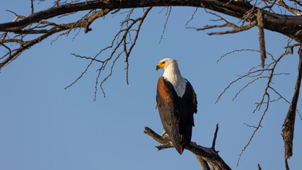 An African fish eagle in a tree