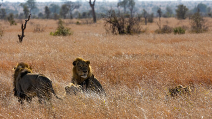 White male lion in the wild, Kruger national park
