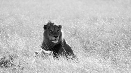 black and white male lion in the wild, Kruger national park