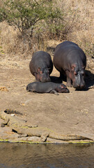 a pod of hippos on land