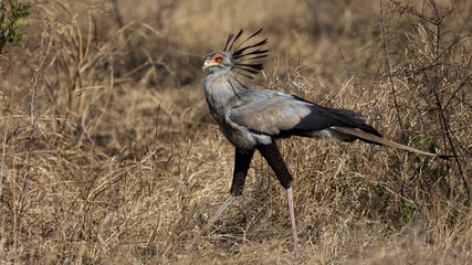 a Secretarybird on the move