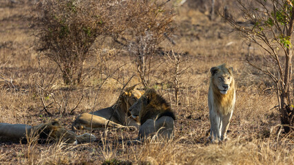 White male lion in the wild, Kruger national park