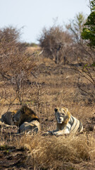 White male lion in the wild, Kruger national park