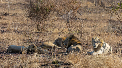 White male lion in the wild, Kruger national park