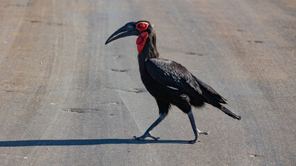 southern ground hornbill crossing the road