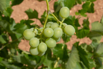 Racimo de uva blanca madurando