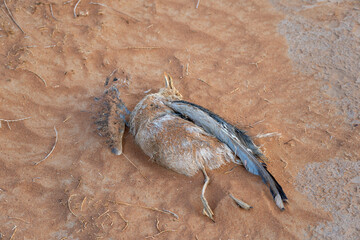 Dead Seagull bird in the sand pollution and environmental issues and concepts.