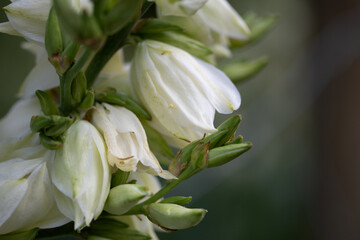 Fleurs des jardins09