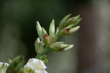 Fleurs des jardins 08