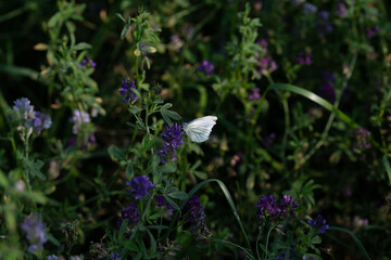 Fleurs des jardins 04