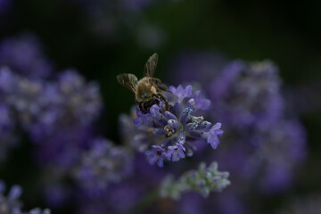 Fleurs de lavande et abeille 1
