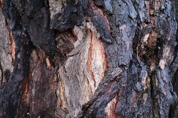 Close up of pine tree bark tree