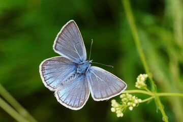 Obraz na płótnie Canvas Portrait of a beautiful Amanda's blue butterfly. Polyommatus amandus