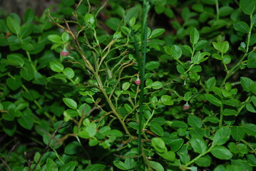 Fototapeta na wymiar Not a large blueberry bush with small leaves. Small oval green leaves and still red blueberries on a small bush in the evening forest. Vaccinium myrtillus is a low-growing shrub.